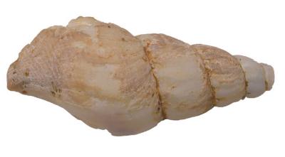 Plicifusus johanseni