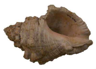 Stramonita floridana