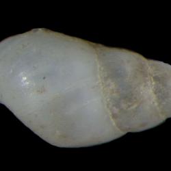 Odostomia skidegatensis
