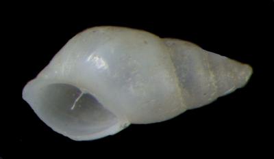 Odostomia skidegatensis