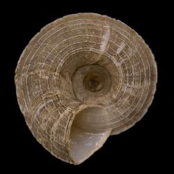 Oreohelix Pilsbry, 1904