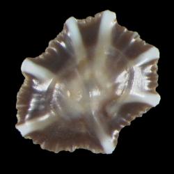 Siphonaria laciniosa