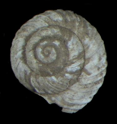 Oreohelix waltoni