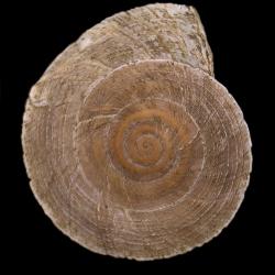 Oreohelix Pilsbry, 1904