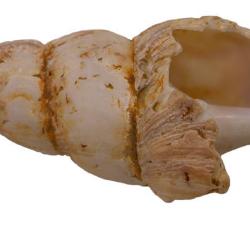 Plicifusus johanseni