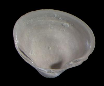 Sphaerium Scopoli, 1777