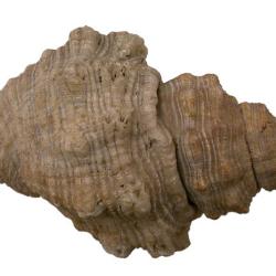 Stramonita floridana