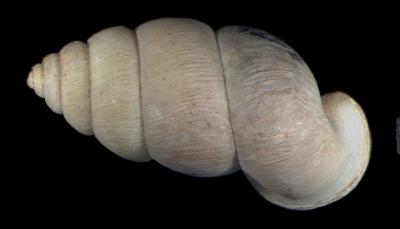 Pomatias S.Studer, 1789