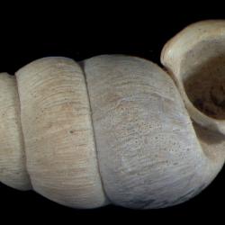 Pomatias S.Studer, 1789