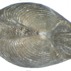 Saccella penderi