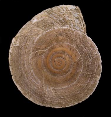 Oreohelix Pilsbry, 1904