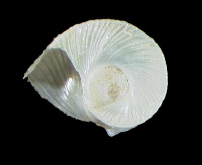 Planorbella corpulenta