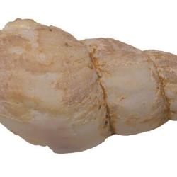 Plicifusus johanseni