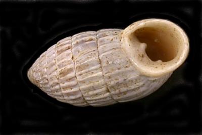 Strophiops Dall, 1894