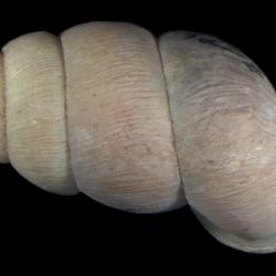 Pomatias S.Studer, 1789