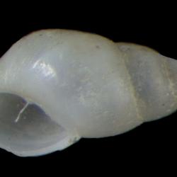 Odostomia skidegatensis