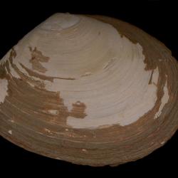 Macoma elimata