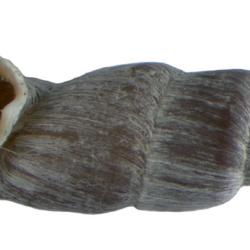 Zilchiella grandiportus