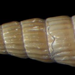 Turbonilla macouni
