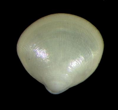 Pronucula benguelana