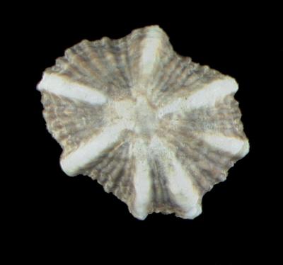 Siphonaria laciniosa