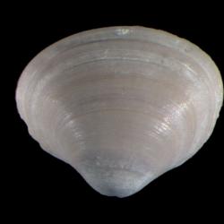 Sphaerium Scopoli, 1777