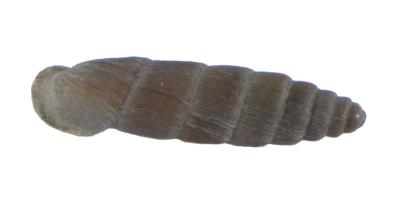 Parabalea pilsbryi