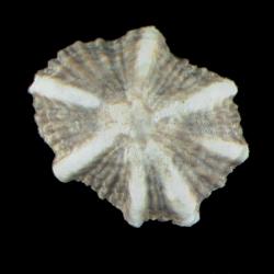 Siphonaria laciniosa