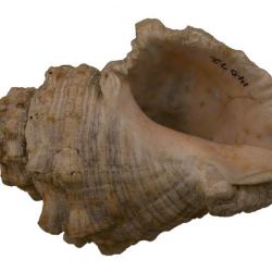 Stramonita floridana