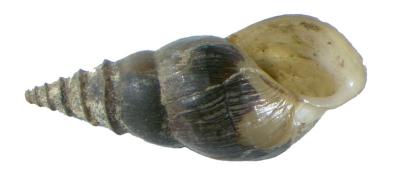 Elimia H.Adams & A.Adams, 1854