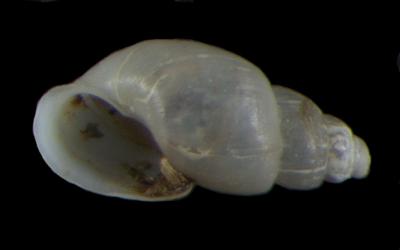 Odostomia vancouverensis