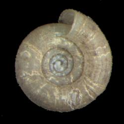 Helicodiscus diadema