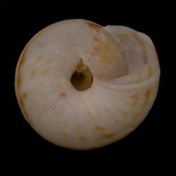 Oreohelix strigosa
