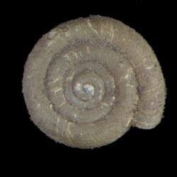 Helicodiscus diadema