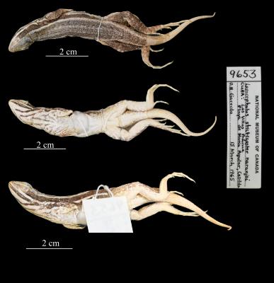 Leiocephalus stictigaster