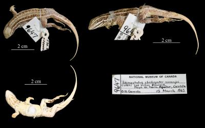 Leiocephalus stictigaster