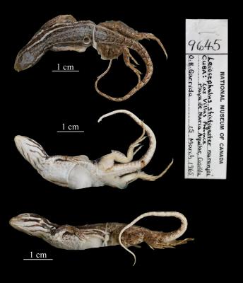 Leiocephalus stictigaster