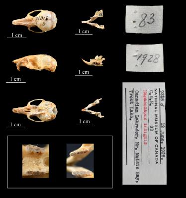 Napaeozapus insignis