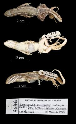 Leiocephalus stictigaster