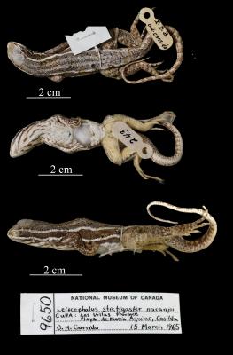 Leiocephalus stictigaster