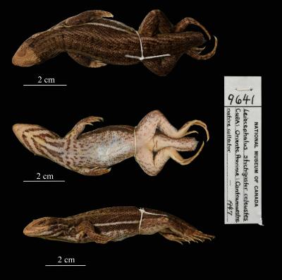 Leiocephalus stictigaster