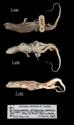 Leiocephalus stictigaster