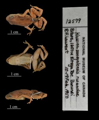 Kassina senegalensis