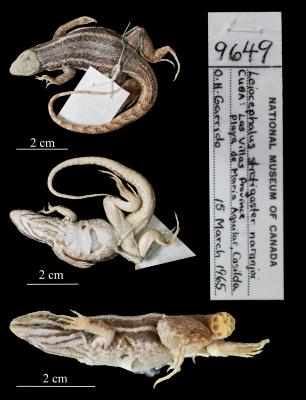 Leiocephalus stictigaster