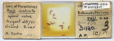 Echinobothrium raji
