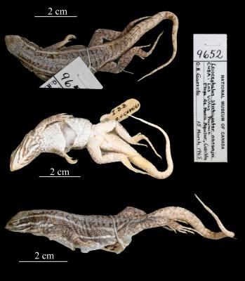 Leiocephalus stictigaster