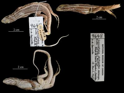 Leiocephalus stictigaster