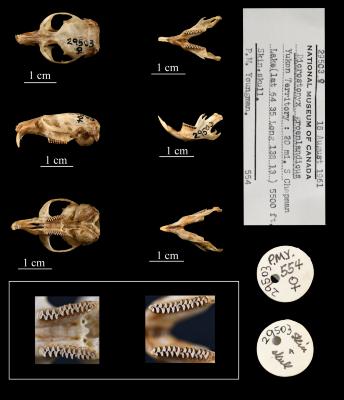 Dicrostonyx nunatakensis