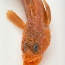 Bryozoichthys marjorius