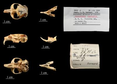 Dicrostonyx groenlandicus